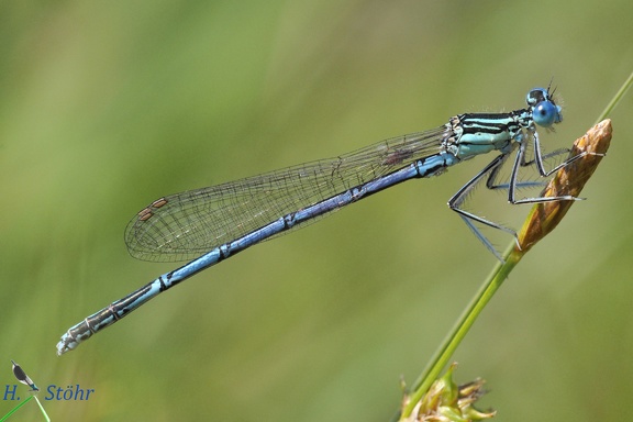 Blaue Federlibelle (Platycnemis pennipes)